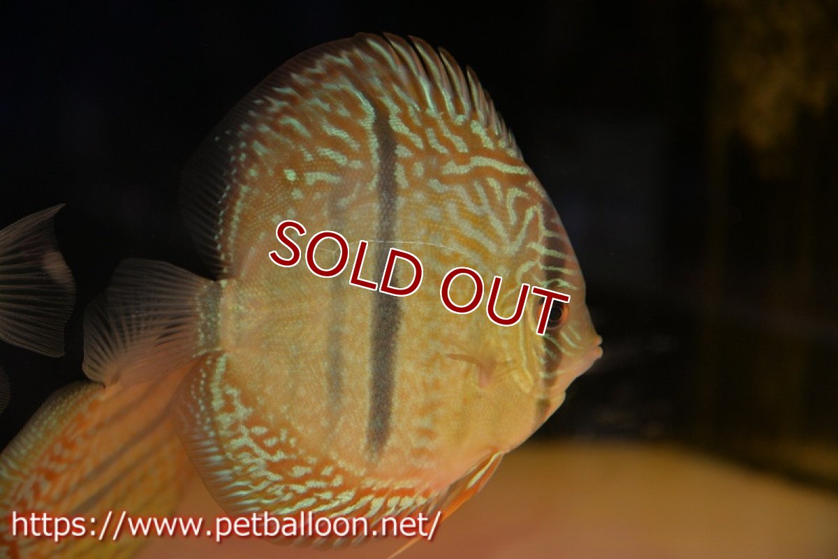 画像2: 【ディスカス】【ディスカス】【通販】【激レアニューストレイン】ヤムンダブルームーンヘッケルクロス（ハイフォーム）【個体販売】12cm（生体）マレーシア　KLディスカスファーム (2)