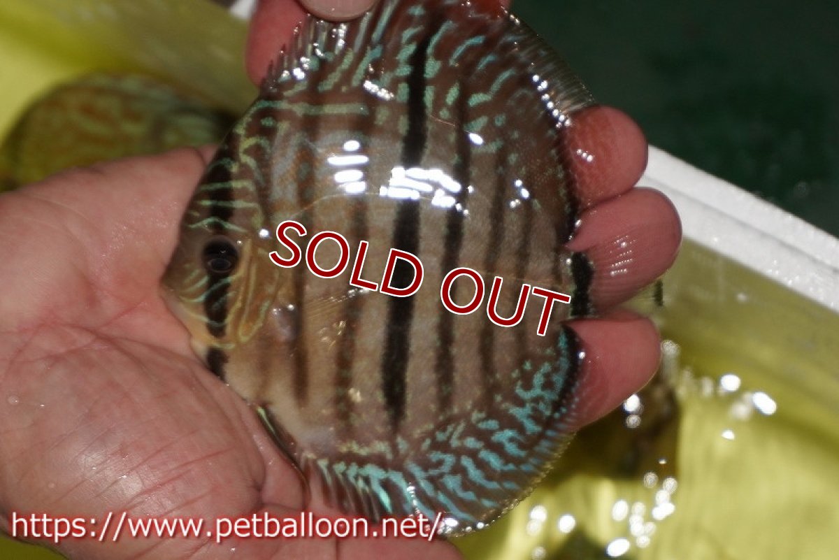 画像3: 【ディスカス】【ディスカス】【通販】【激レアニューストレイン】ヤムンダブルームーンヘッケルクロス（ハイフォーム）【個体販売】12cm（生体）マレーシア　KLディスカスファーム (3)