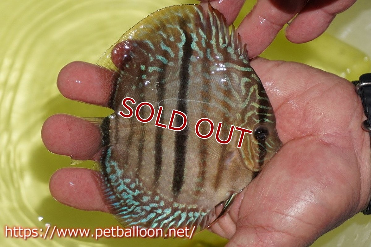 画像4: 【ディスカス】【ディスカス】【通販】【激レアニューストレイン】ヤムンダブルームーンヘッケルクロス（ハイフォーム）【個体販売】12cm（生体）マレーシア　KLディスカスファーム (4)