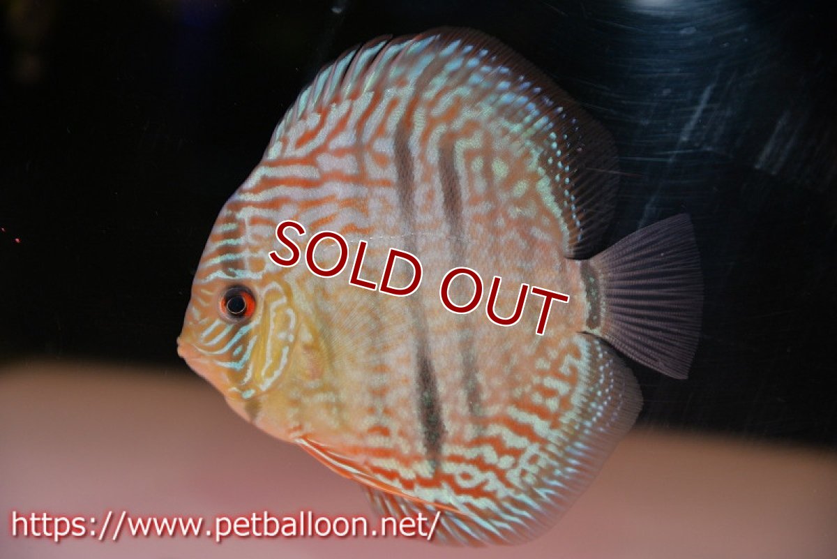 画像2: 【ディスカス】【ディスカス】【通販】【激レアニューストレイン】ヤムンダブルームーンヘッケルクロス（ハイフォーム）【個体販売】12cm（生体）マレーシア　KLディスカスファーム (2)