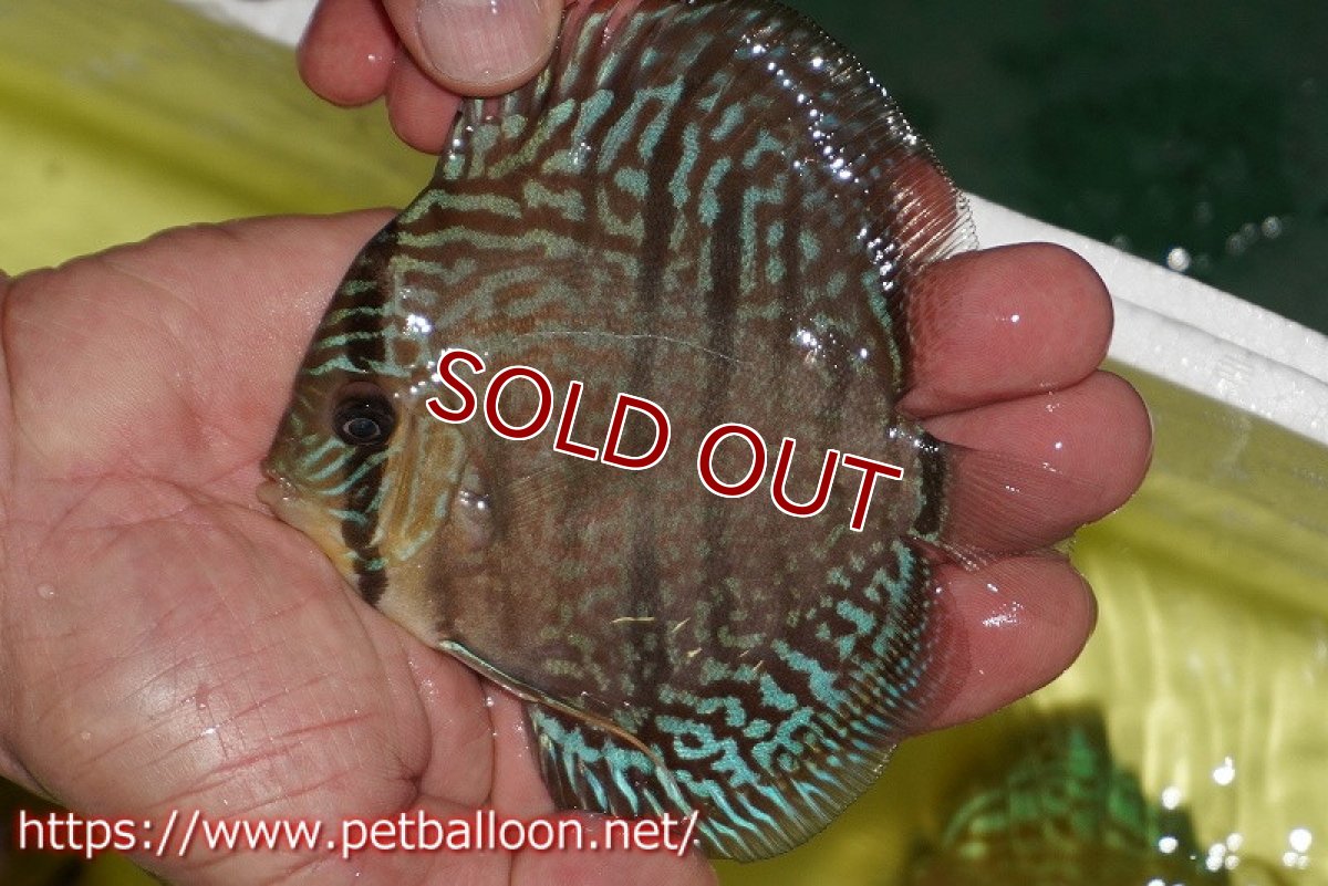 画像3: 【ディスカス】【ディスカス】【通販】【激レアニューストレイン】ヤムンダブルームーンヘッケルクロス（ハイフォーム）【個体販売】12cm（生体）マレーシア　KLディスカスファーム (3)