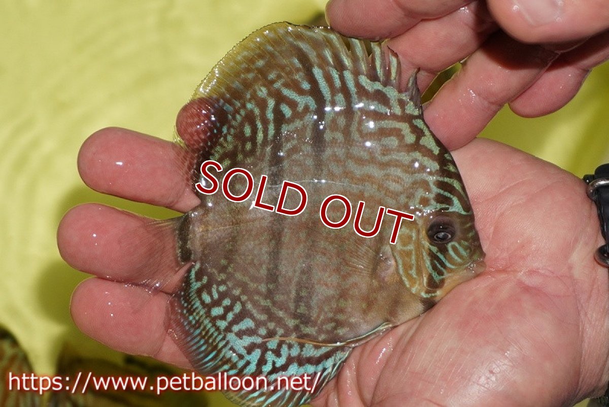 画像4: 【ディスカス】【ディスカス】【通販】【激レアニューストレイン】ヤムンダブルームーンヘッケルクロス（ハイフォーム）【個体販売】12cm（生体）マレーシア　KLディスカスファーム (4)