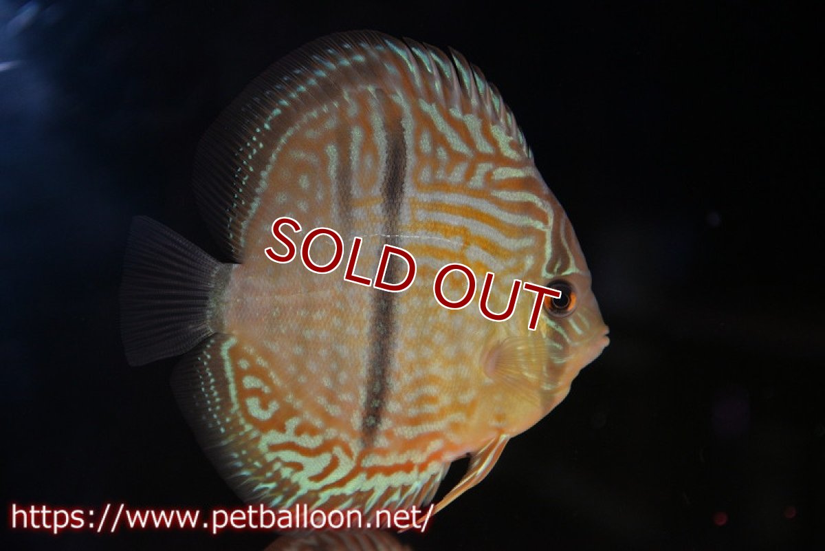 画像2: 【ディスカス】【通販】【激レアニューストレイン】ヤムンダブルームーンヘッケルクロス（ハイフォーム）【個体販売】12cm（生体）マレーシア　KLディスカスファーム (2)