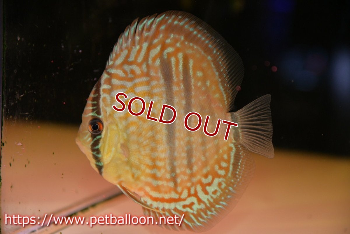 画像3: 【ディスカス】【通販】【激レアニューストレイン】ヤムンダブルームーンヘッケルクロス（ハイフォーム）【個体販売】12cm（生体）マレーシア　KLディスカスファーム (3)