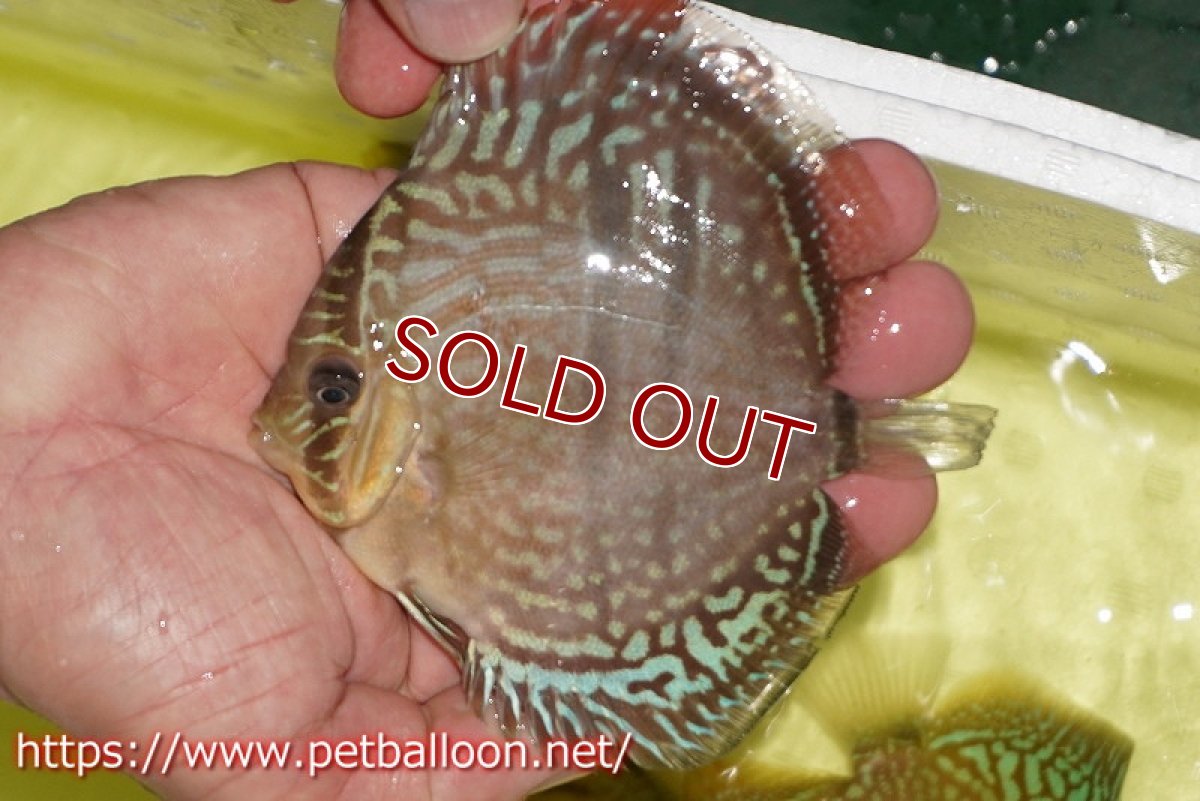 画像4: 【ディスカス】【通販】【激レアニューストレイン】ヤムンダブルームーンヘッケルクロス（ハイフォーム）【個体販売】12cm（生体）マレーシア　KLディスカスファーム (4)