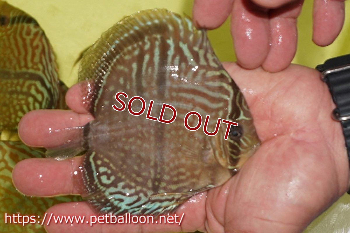 画像5: 【ディスカス】【通販】【激レアニューストレイン】ヤムンダブルームーンヘッケルクロス（ハイフォーム）【個体販売】12cm（生体）マレーシア　KLディスカスファーム (5)