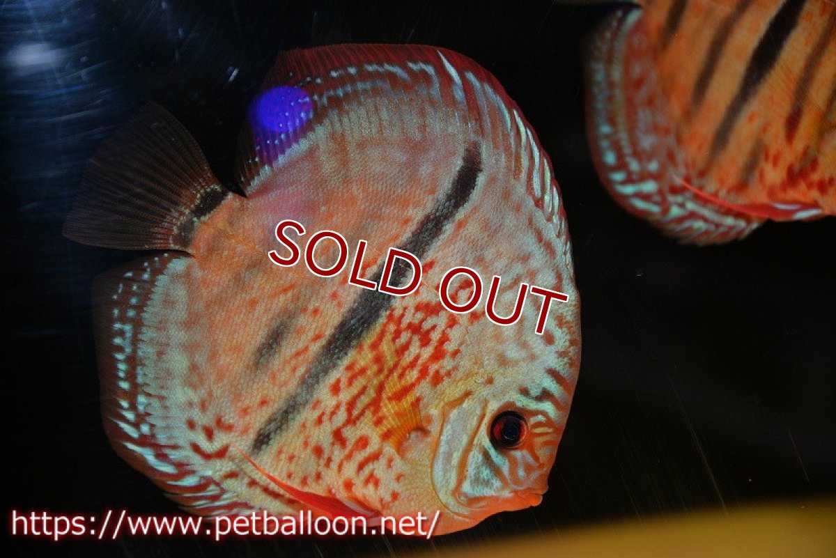 画像2: 【ディスカス】【通販】【激レアニューストレイン】イサスーパーレッドカタナ　センターバー（ハイフォーム）【個体販売】12cm（生体）マレーシア　KLディスカスファーム (2)