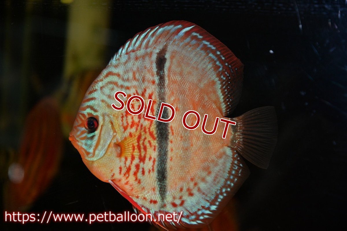 画像3: 【ディスカス】【通販】【激レアニューストレイン】イサスーパーレッドカタナ　センターバー（ハイフォーム）【個体販売】12cm（生体）マレーシア　KLディスカスファーム (3)