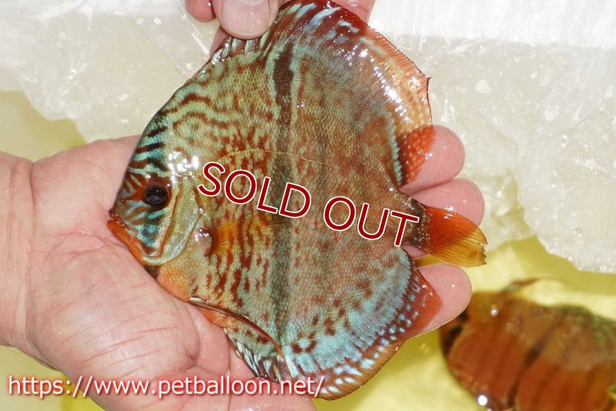 画像4: 【ディスカス】【通販】【激レアニューストレイン】イサスーパーレッドカタナ　センターバー（ハイフォーム）【個体販売】12cm（生体）マレーシア　KLディスカスファーム (4)