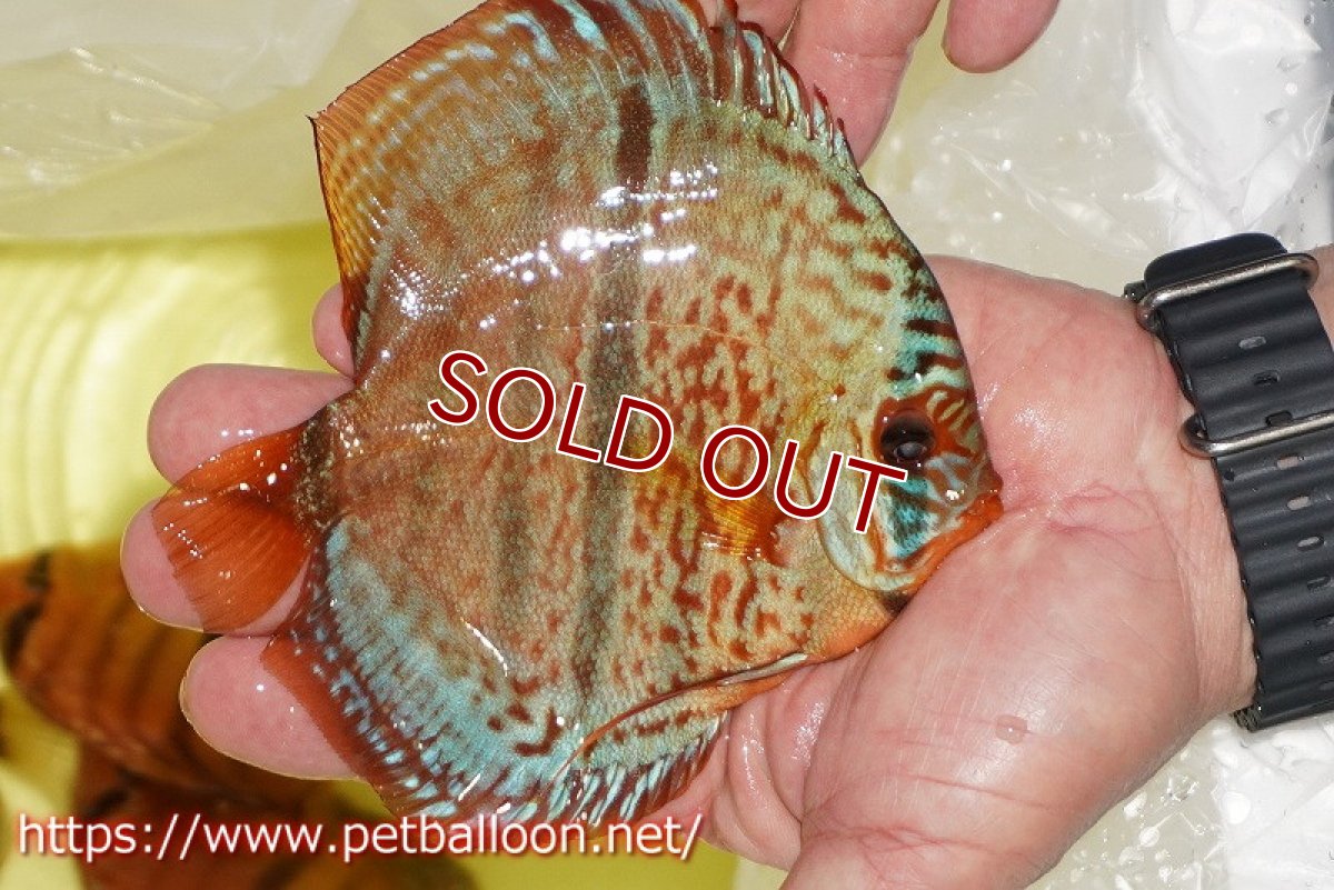 画像5: 【ディスカス】【通販】【激レアニューストレイン】イサスーパーレッドカタナ　センターバー（ハイフォーム）【個体販売】12cm（生体）マレーシア　KLディスカスファーム (5)