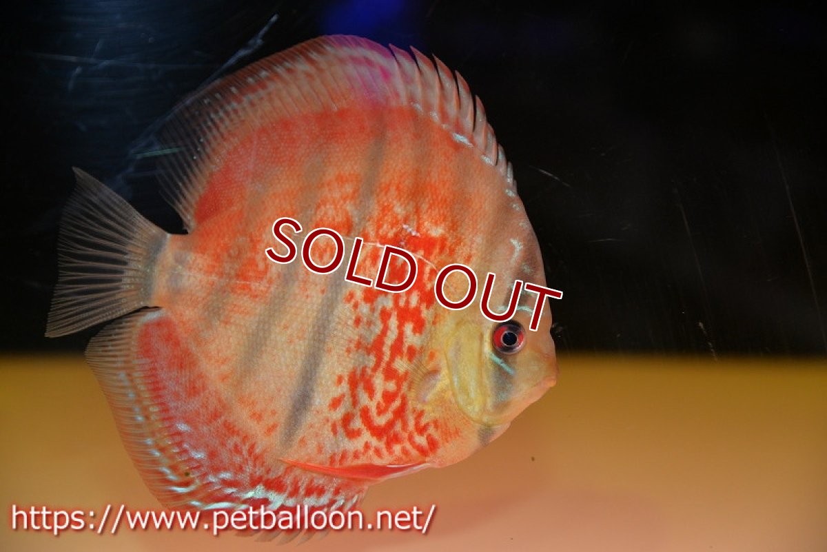 画像2: 【ディスカス】【通販】【激レアニューストレイン】イサスーパーレッドカタナ　センターバー（ハイフォーム）【個体販売】12cm（生体）マレーシア　KLディスカスファーム (2)