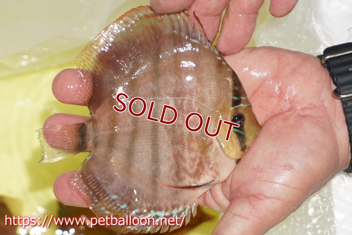 画像4: 【ディスカス】【通販】【激レアニューストレイン】イサスーパーレッドカタナ　センターバー（ハイフォーム）【個体販売】12cm（生体）マレーシア　KLディスカスファーム (4)