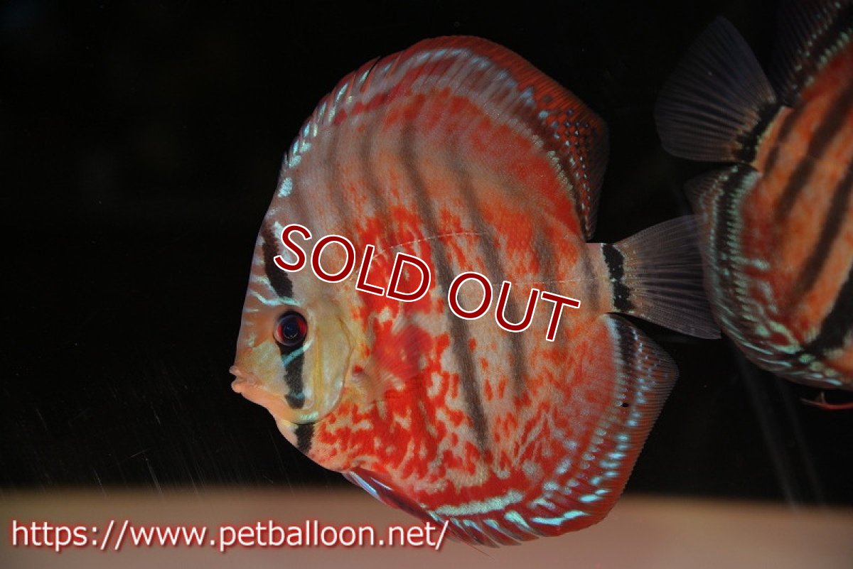 画像2: 【ディスカス】【通販】【激レアニューストレイン】イサスーパーレッドカタナ　センターバー（ハイフォーム）【個体販売】12cm（生体）マレーシア　KLディスカスファーム (2)