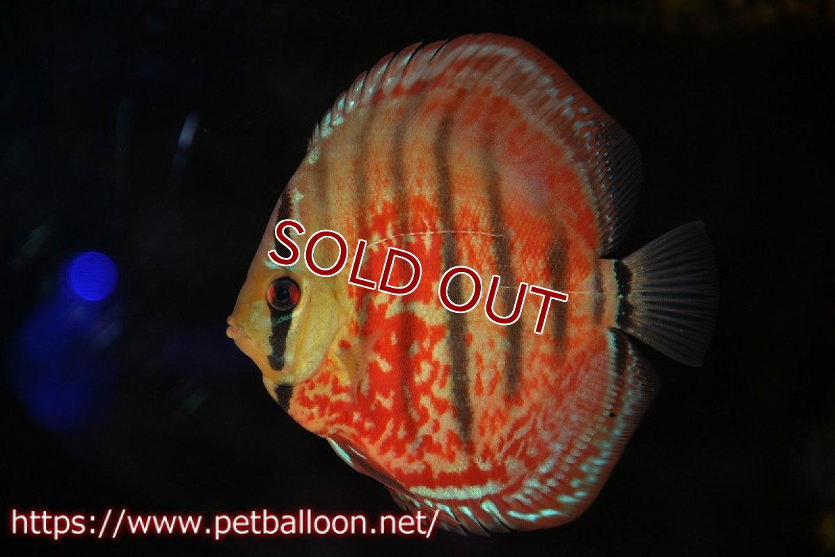 画像3: 【ディスカス】【通販】【激レアニューストレイン】イサスーパーレッドカタナ　センターバー（ハイフォーム）【個体販売】12cm（生体）マレーシア　KLディスカスファーム (3)