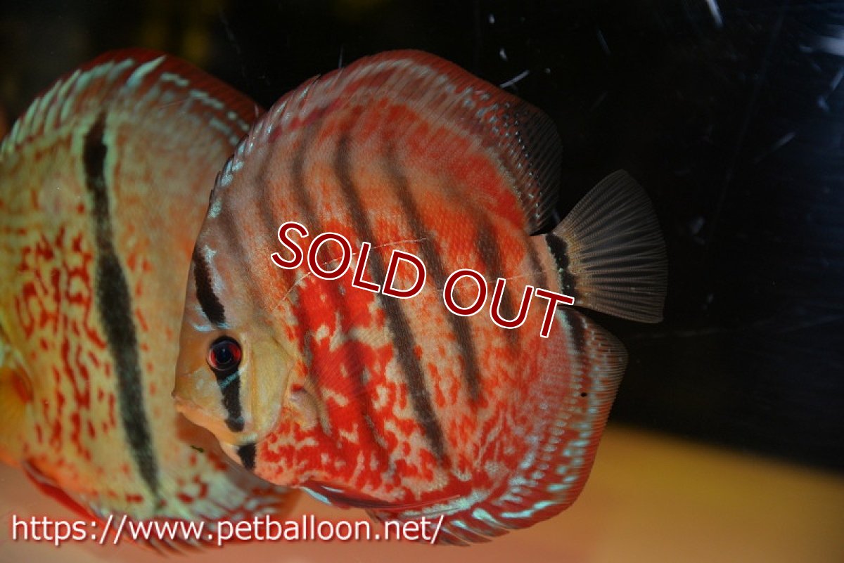 画像4: 【ディスカス】【通販】【激レアニューストレイン】イサスーパーレッドカタナ　センターバー（ハイフォーム）【個体販売】12cm（生体）マレーシア　KLディスカスファーム (4)