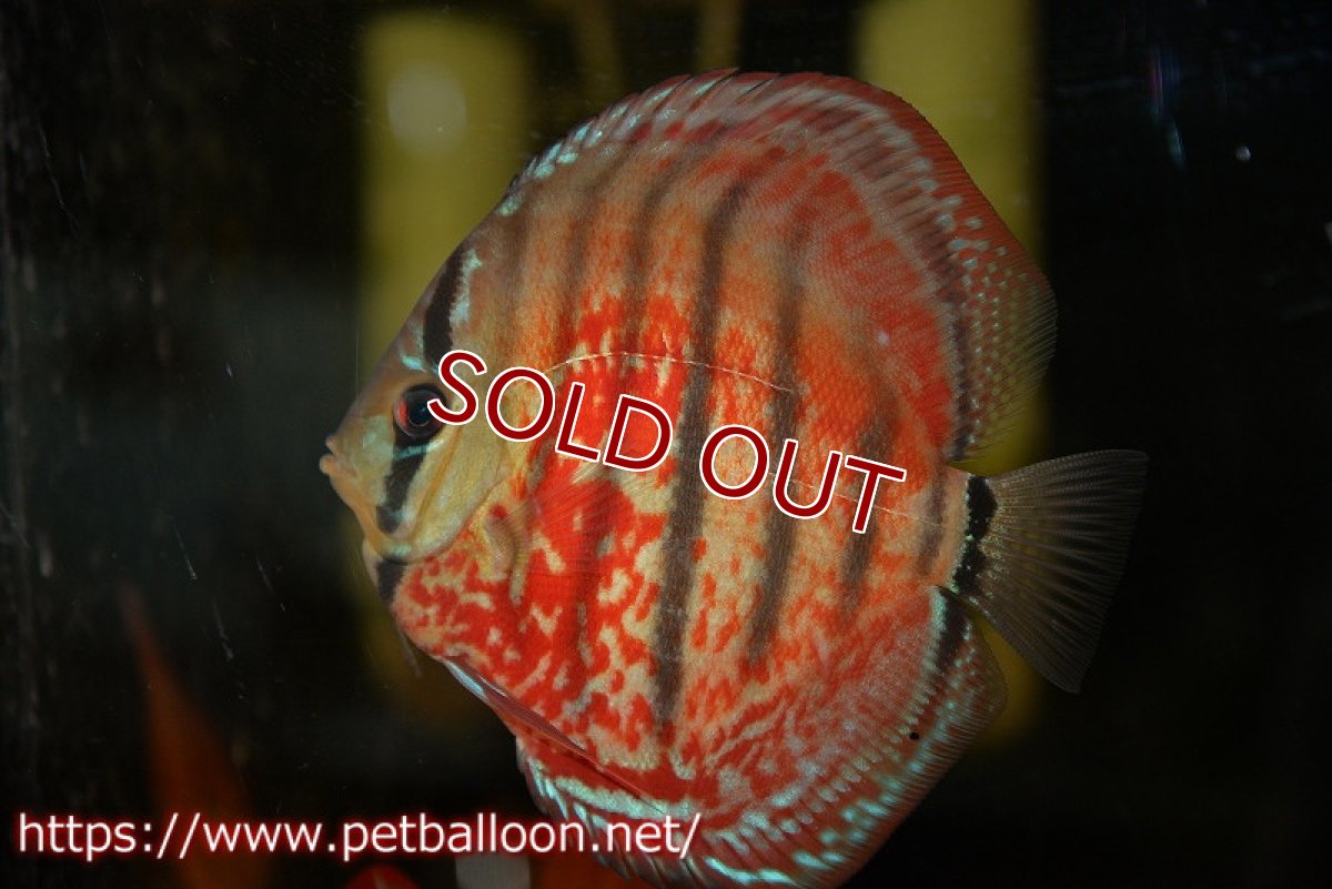 画像5: 【ディスカス】【通販】【激レアニューストレイン】イサスーパーレッドカタナ　センターバー（ハイフォーム）【個体販売】12cm（生体）マレーシア　KLディスカスファーム (5)