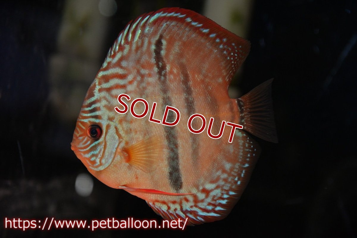 画像2: 【ディスカス】【通販】【激レアニューストレイン】イサスーパーレッドカタナ　センターバー（ハイフォーム）【個体販売】12cm（生体）マレーシア　KLディスカスファーム (2)