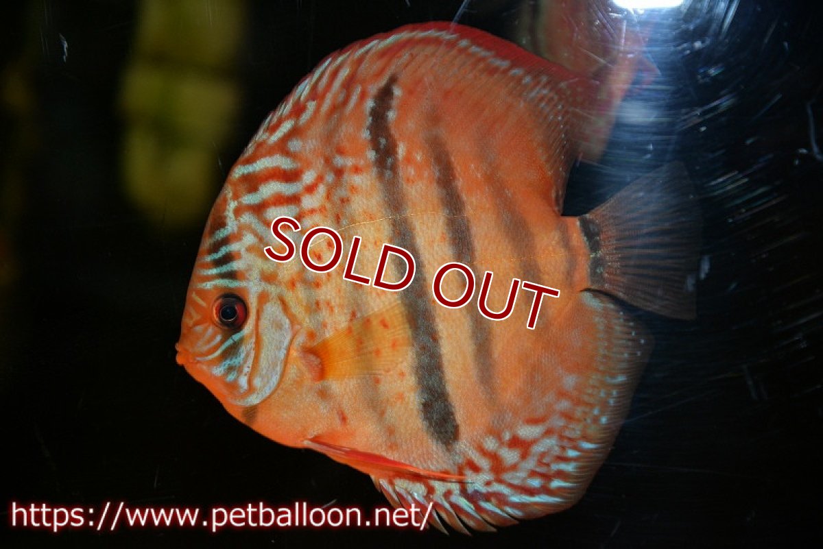 画像3: 【ディスカス】【通販】【激レアニューストレイン】イサスーパーレッドカタナ　センターバー（ハイフォーム）【個体販売】12cm（生体）マレーシア　KLディスカスファーム (3)