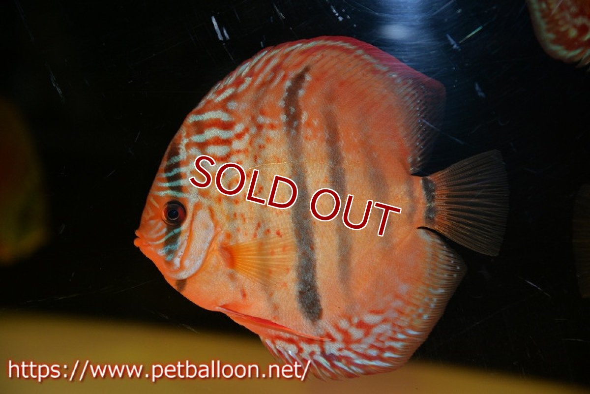 画像4: 【ディスカス】【通販】【激レアニューストレイン】イサスーパーレッドカタナ　センターバー（ハイフォーム）【個体販売】12cm（生体）マレーシア　KLディスカスファーム (4)