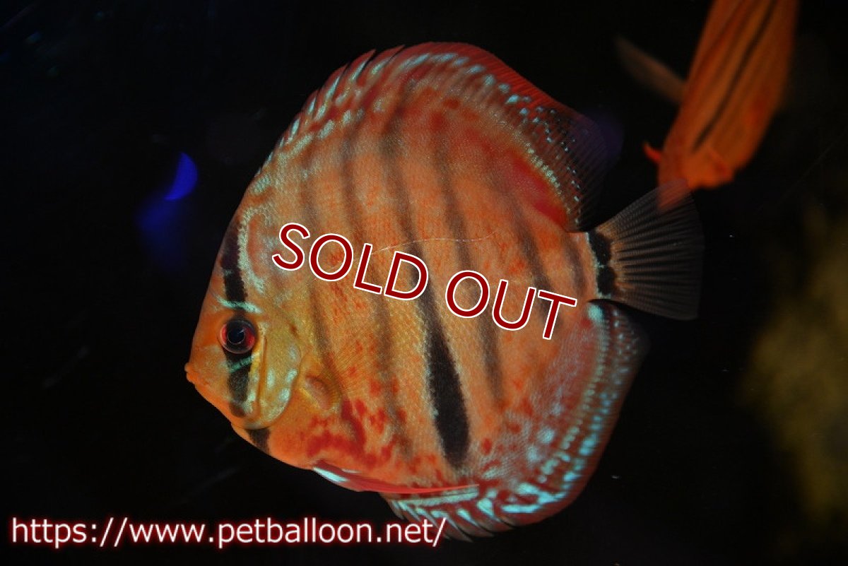 画像2: 【ディスカス】【通販】【激レアニューストレイン】イサスーパーレッドカタナ　センターバー（ハイフォーム）【個体販売】12cm（生体）マレーシア　KLディスカスファーム (2)