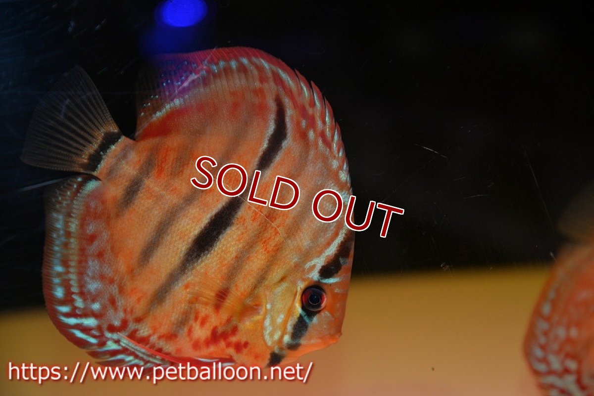 画像3: 【ディスカス】【通販】【激レアニューストレイン】イサスーパーレッドカタナ　センターバー（ハイフォーム）【個体販売】12cm（生体）マレーシア　KLディスカスファーム (3)