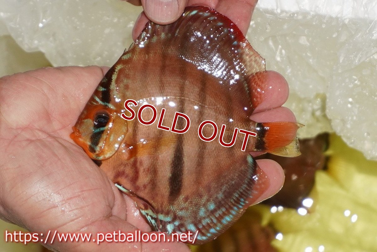 画像4: 【ディスカス】【通販】【激レアニューストレイン】イサスーパーレッドカタナ　センターバー（ハイフォーム）【個体販売】12cm（生体）マレーシア　KLディスカスファーム (4)