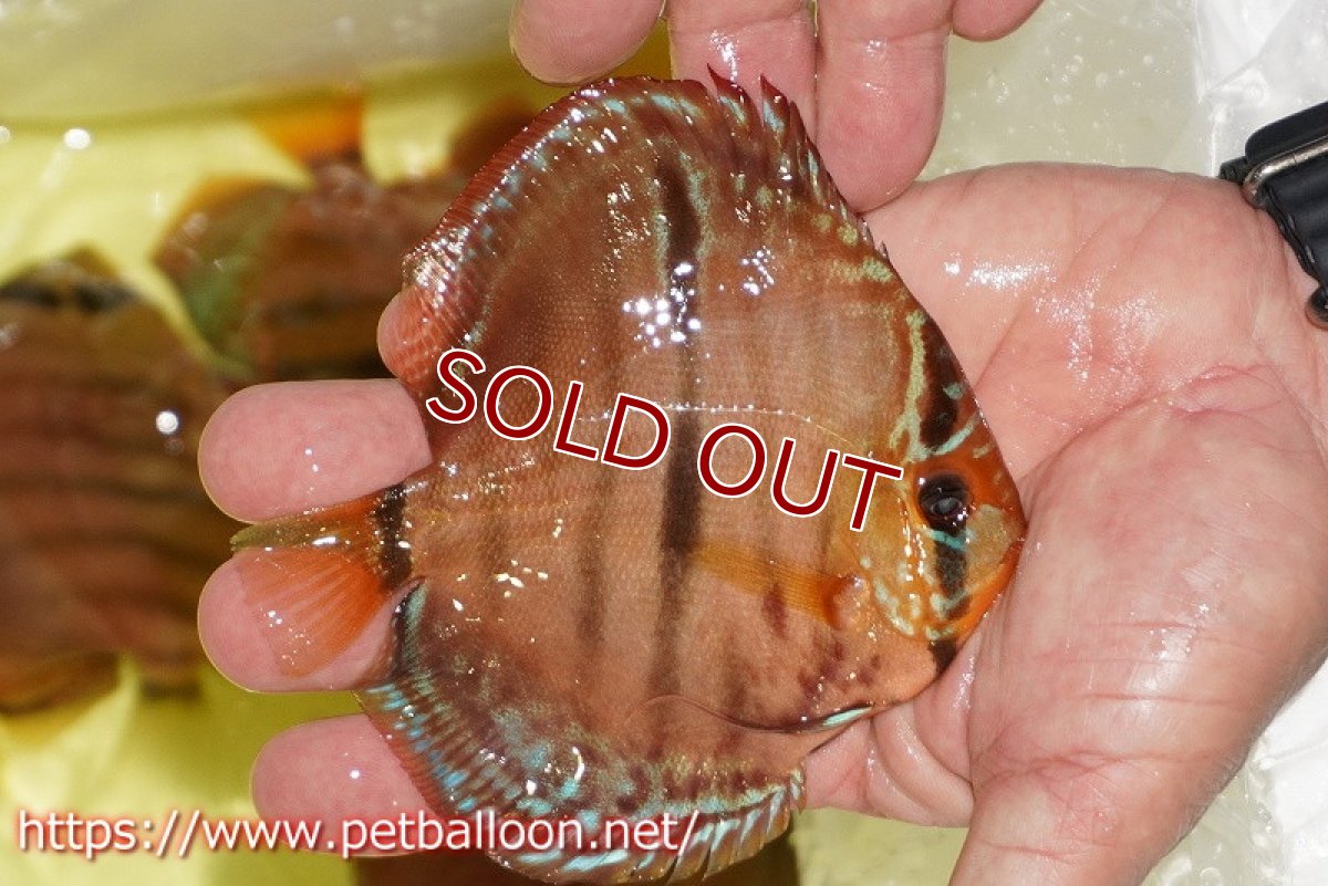 画像5: 【ディスカス】【通販】【激レアニューストレイン】イサスーパーレッドカタナ　センターバー（ハイフォーム）【個体販売】12cm（生体）マレーシア　KLディスカスファーム (5)