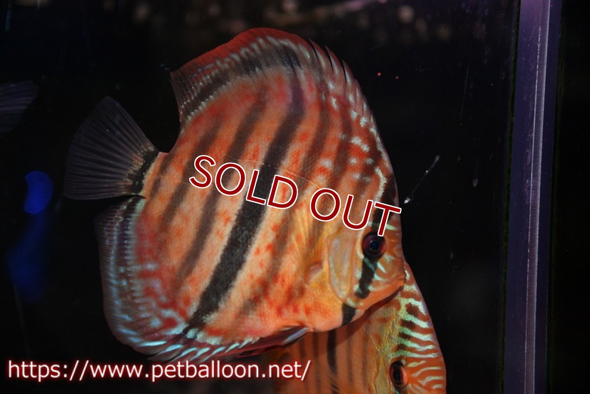 画像2: 【ディスカス】【通販】【激レアニューストレイン】イサスーパーレッドカタナ　センターバー（ハイフォーム）【個体販売】12cm（生体）マレーシア　KLディスカスファーム (2)