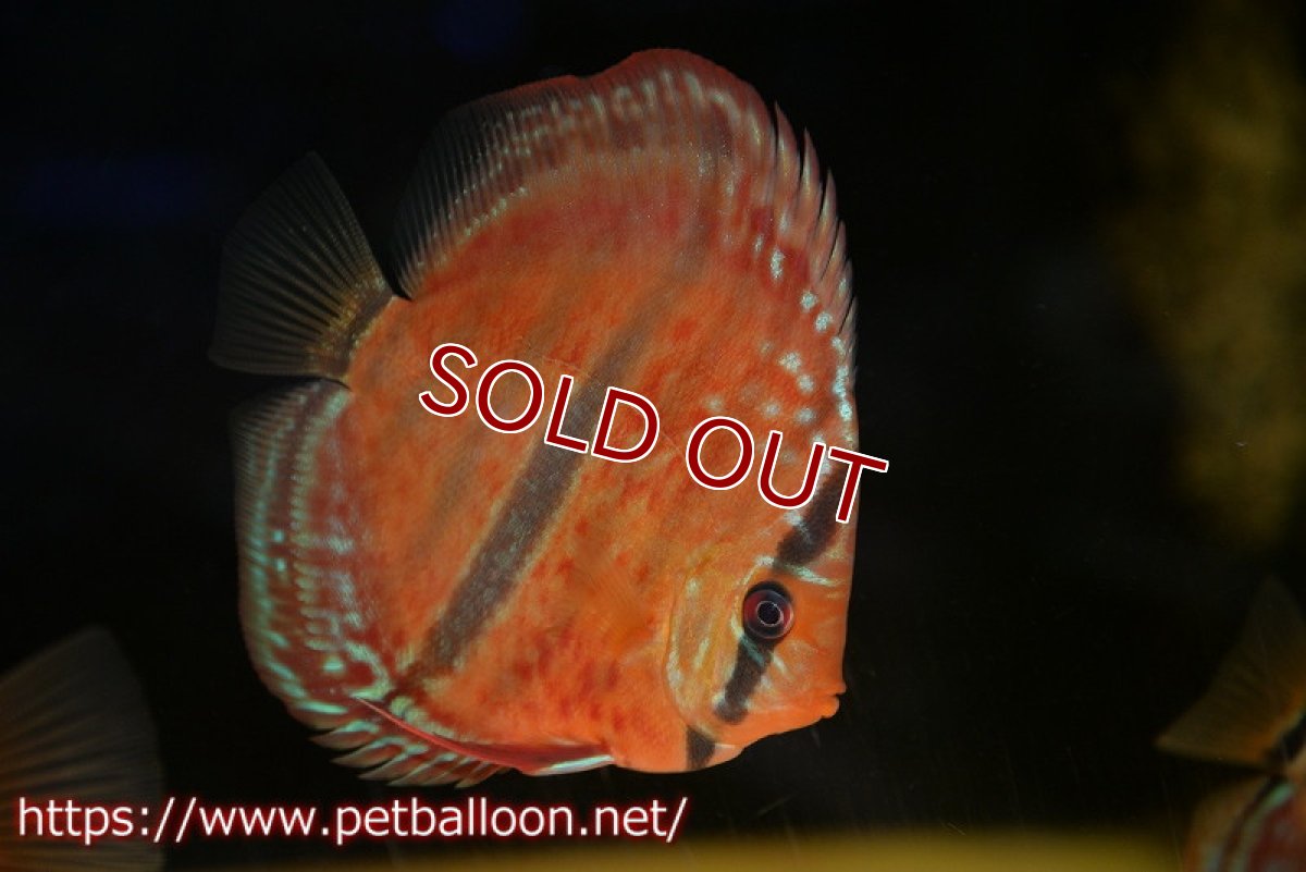 画像3: 【ディスカス】【通販】【激レアニューストレイン】イサスーパーレッドカタナ　センターバー（ハイフォーム）【個体販売】12cm（生体）マレーシア　KLディスカスファーム (3)