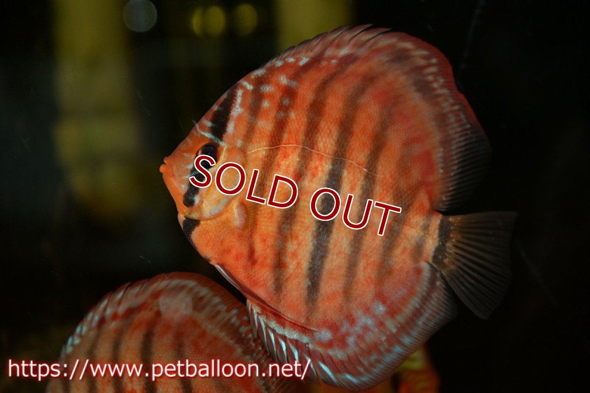 画像4: 【ディスカス】【通販】【激レアニューストレイン】イサスーパーレッドカタナ　センターバー（ハイフォーム）【個体販売】12cm（生体）マレーシア　KLディスカスファーム (4)