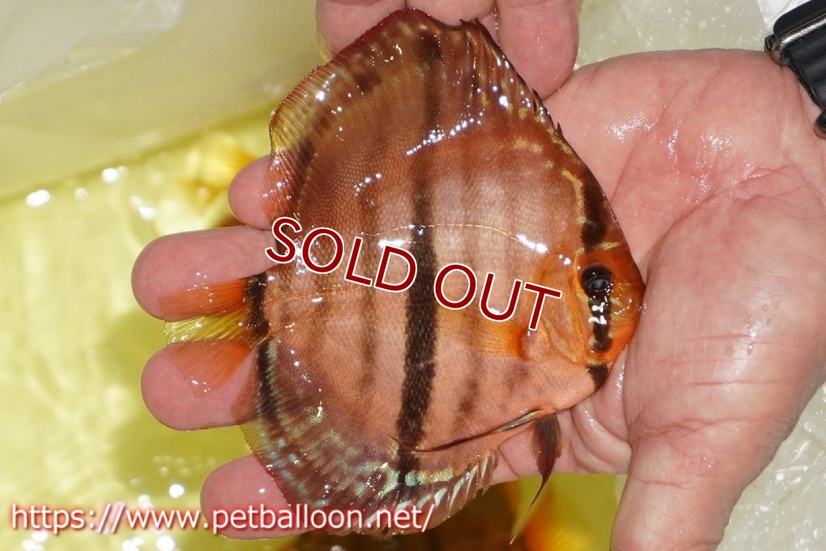 画像6: 【ディスカス】【通販】【激レアニューストレイン】イサスーパーレッドカタナ　センターバー（ハイフォーム）【個体販売】12cm（生体）マレーシア　KLディスカスファーム (6)