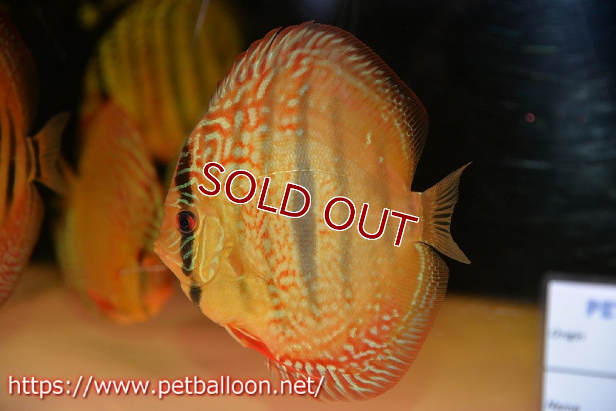 画像2: 【ディスカス】【通販】【激レアニューストレイン】ロイヤルターコイズヘッケルクロス（ハイフォーム）【個体販売】12cm（生体）マレーシア　KLディスカスファーム (2)