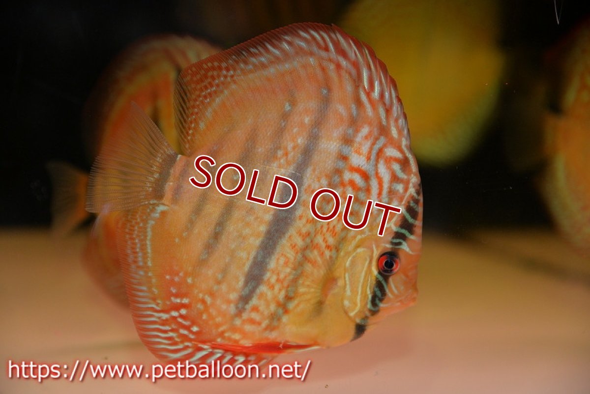 画像3: 【ディスカス】【通販】【激レアニューストレイン】ロイヤルターコイズヘッケルクロス（ハイフォーム）【個体販売】12cm（生体）マレーシア　KLディスカスファーム (3)