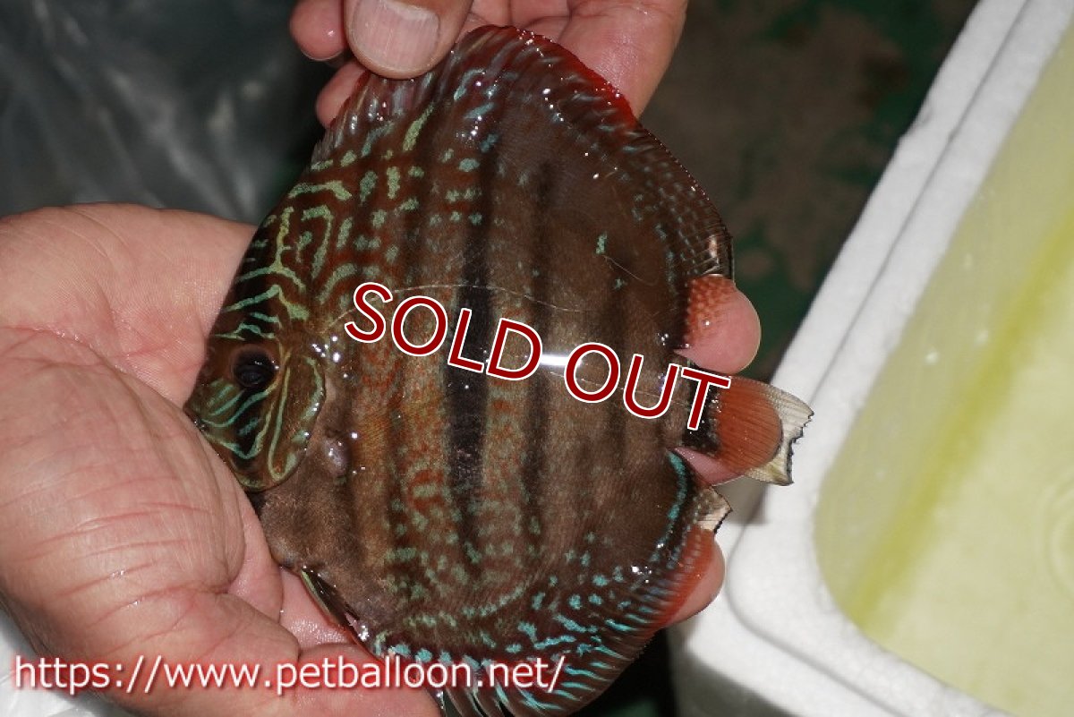 画像4: 【ディスカス】【通販】【激レアニューストレイン】ロイヤルターコイズヘッケルクロス（ハイフォーム）【個体販売】12cm（生体）マレーシア　KLディスカスファーム (4)