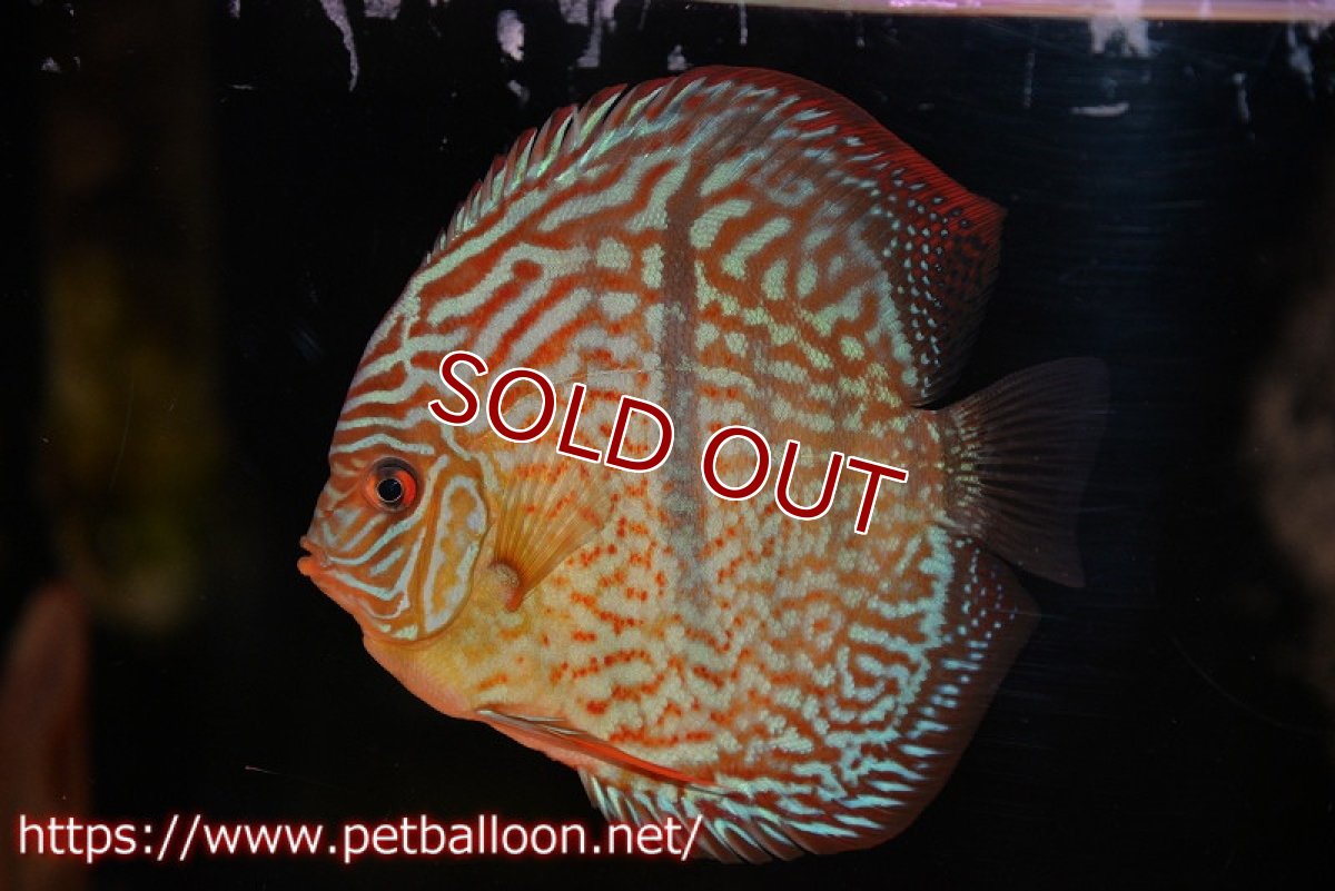 画像2: 【ディスカス】【通販】【激レアニューストレイン】ロイヤルターコイズヘッケルクロス（ハイフォーム）【個体販売】12cm（生体）マレーシア　KLディスカスファーム (2)