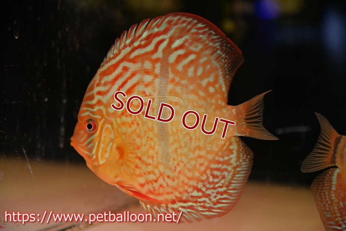 画像3: 【ディスカス】【通販】【激レアニューストレイン】ロイヤルターコイズヘッケルクロス（ハイフォーム）【個体販売】12cm（生体）マレーシア　KLディスカスファーム (3)