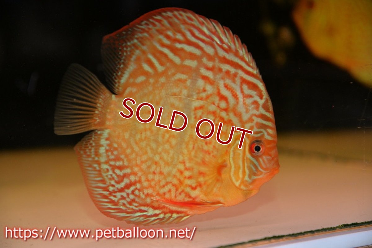 画像4: 【ディスカス】【通販】【激レアニューストレイン】ロイヤルターコイズヘッケルクロス（ハイフォーム）【個体販売】12cm（生体）マレーシア　KLディスカスファーム (4)