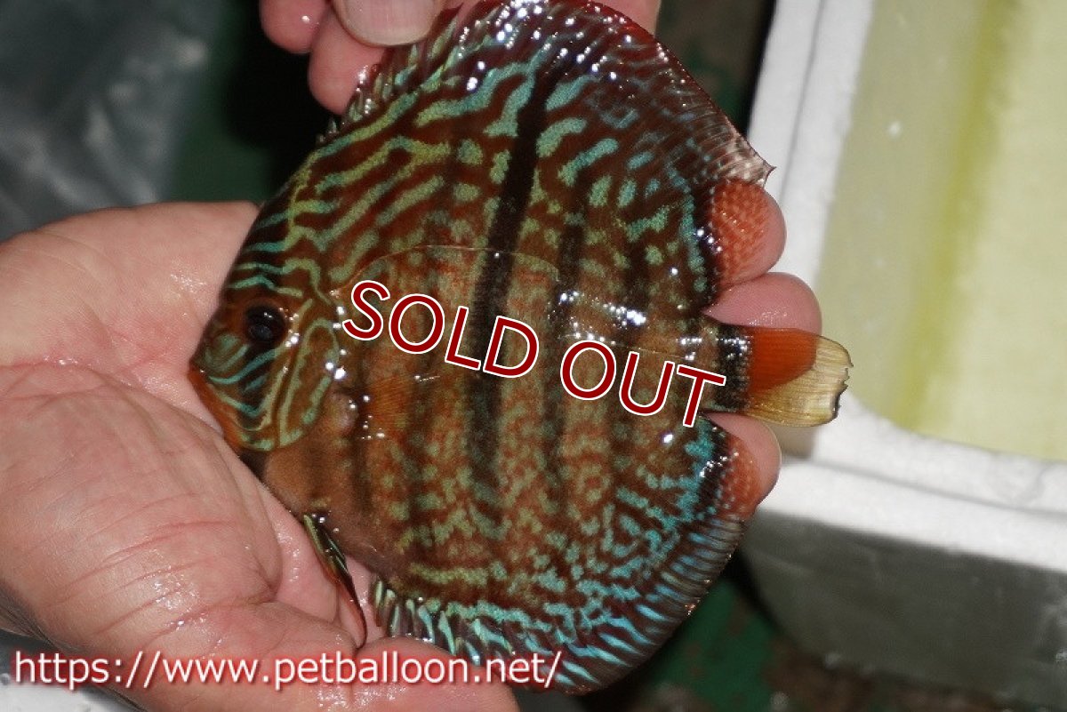 画像5: 【ディスカス】【通販】【激レアニューストレイン】ロイヤルターコイズヘッケルクロス（ハイフォーム）【個体販売】12cm（生体）マレーシア　KLディスカスファーム (5)
