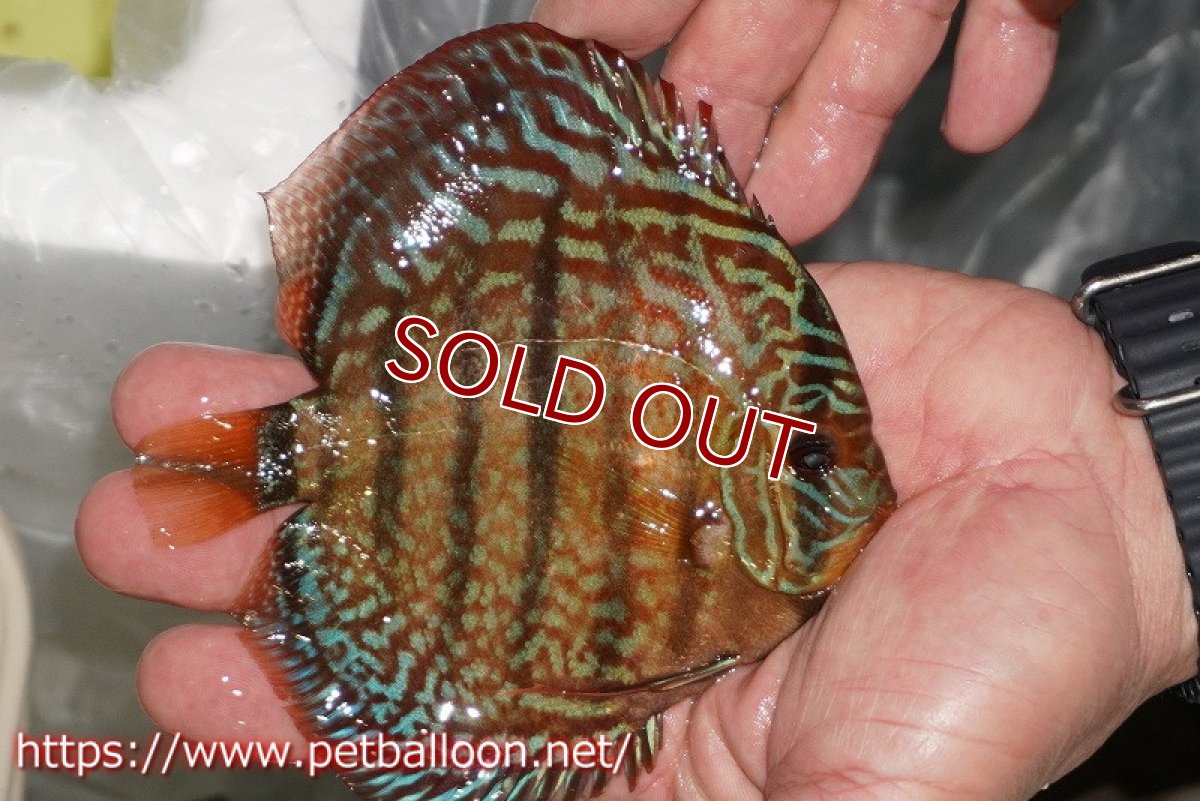 画像6: 【ディスカス】【通販】【激レアニューストレイン】ロイヤルターコイズヘッケルクロス（ハイフォーム）【個体販売】12cm（生体）マレーシア　KLディスカスファーム (6)