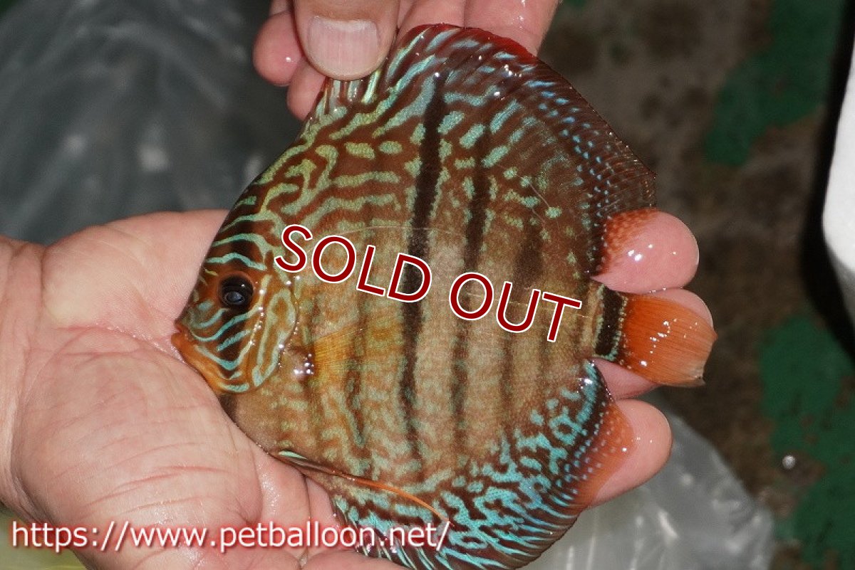 画像2: 【ディスカス】【通販】【激レアニューストレイン】ロイヤルターコイズヘッケルクロス（ハイフォーム）【個体販売】12cm（生体）マレーシア　KLディスカスファーム (2)