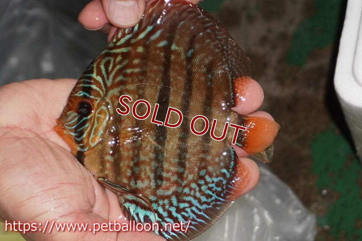 画像2: 【ディスカス】【通販】【激レアニューストレイン】ロイヤルターコイズヘッケルクロス（ハイフォーム）【個体販売】12cm（生体）マレーシア　KLディスカスファーム (2)