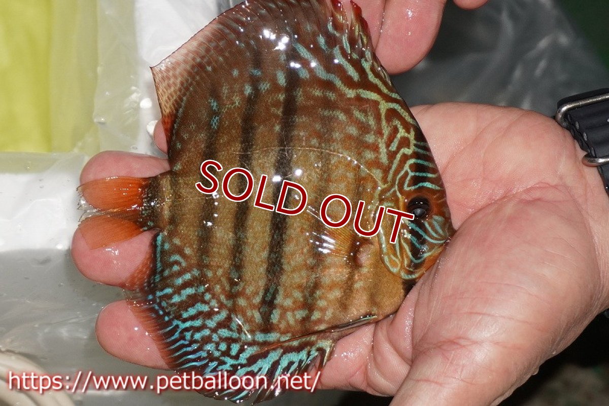 画像3: 【ディスカス】【通販】【激レアニューストレイン】ロイヤルターコイズヘッケルクロス（ハイフォーム）【個体販売】12cm（生体）マレーシア　KLディスカスファーム (3)