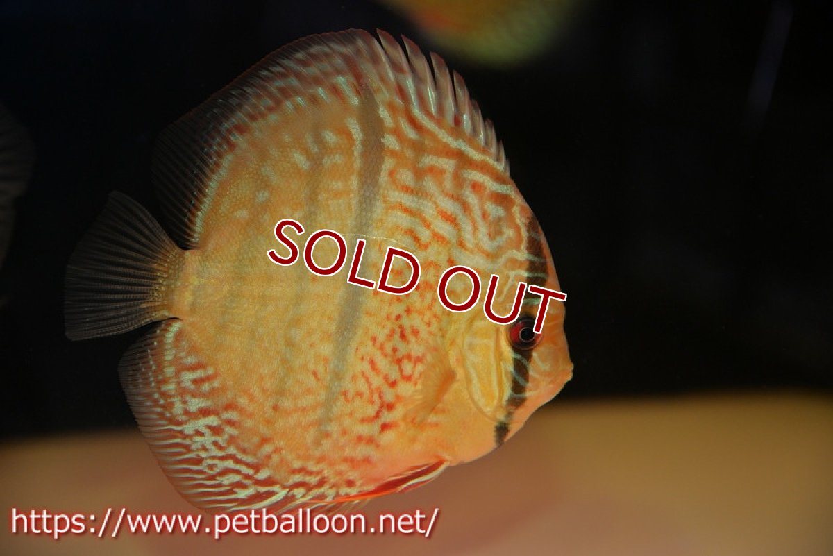 画像2: 【ディスカス】【通販】【激レアニューストレイン】ロイヤルターコイズヘッケルクロス（ハイフォーム）【個体販売】12cm（生体）マレーシア　KLディスカスファーム (2)