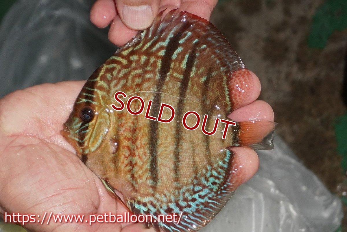 画像3: 【ディスカス】【通販】【激レアニューストレイン】ロイヤルターコイズヘッケルクロス（ハイフォーム）【個体販売】12cm（生体）マレーシア　KLディスカスファーム (3)