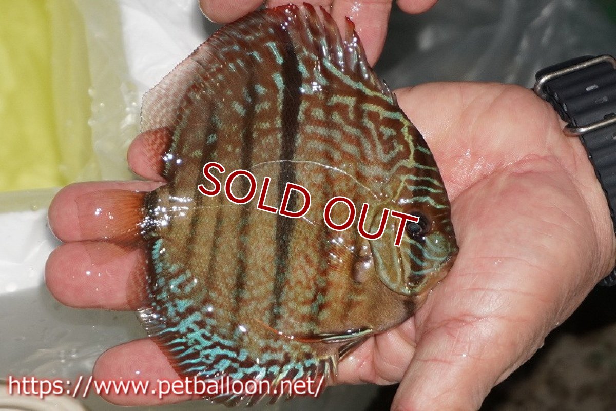 画像4: 【ディスカス】【通販】【激レアニューストレイン】ロイヤルターコイズヘッケルクロス（ハイフォーム）【個体販売】12cm（生体）マレーシア　KLディスカスファーム (4)