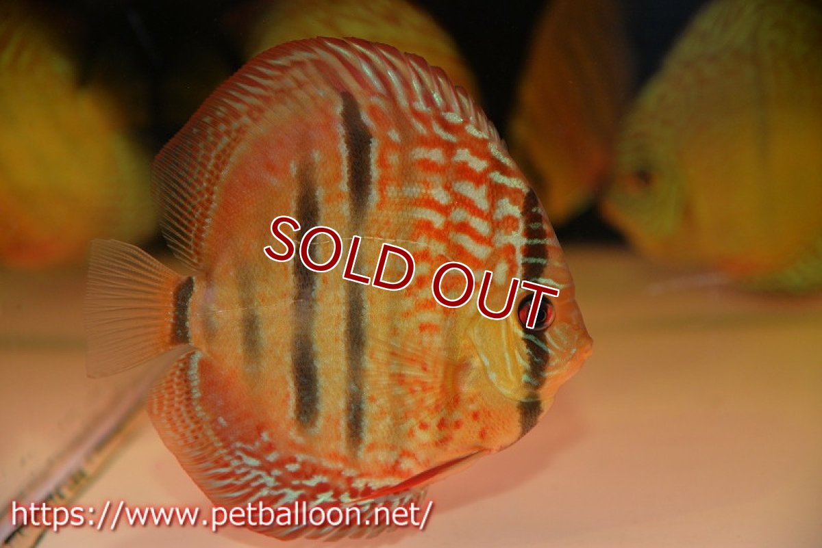 画像2: 【ディスカス】【通販】【激レアニューストレイン】ロイヤルターコイズヘッケルクロス（ハイフォーム）【個体販売】12cm（生体）マレーシア　KLディスカスファーム (2)