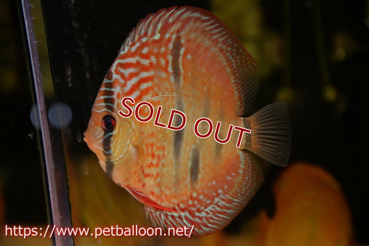 画像3: 【ディスカス】【通販】【激レアニューストレイン】ロイヤルターコイズヘッケルクロス（ハイフォーム）【個体販売】12cm（生体）マレーシア　KLディスカスファーム (3)