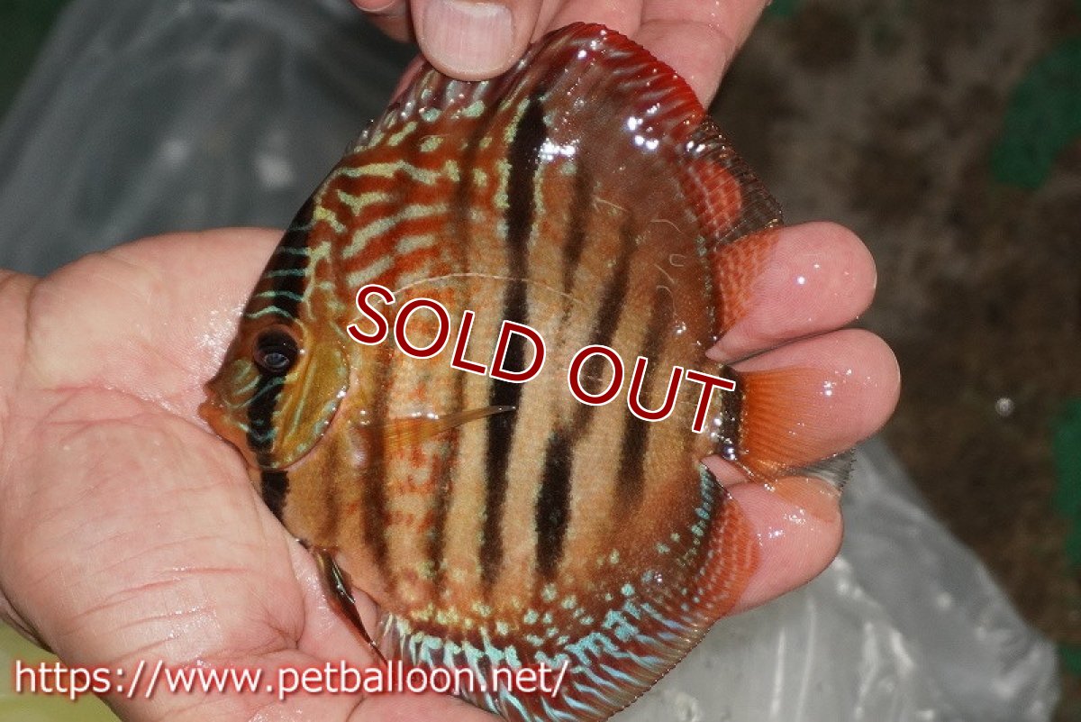 画像4: 【ディスカス】【通販】【激レアニューストレイン】ロイヤルターコイズヘッケルクロス（ハイフォーム）【個体販売】12cm（生体）マレーシア　KLディスカスファーム (4)