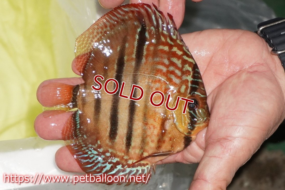 画像5: 【ディスカス】【通販】【激レアニューストレイン】ロイヤルターコイズヘッケルクロス（ハイフォーム）【個体販売】12cm（生体）マレーシア　KLディスカスファーム (5)