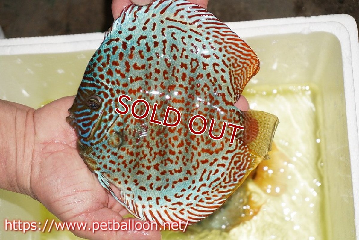 画像2: 【ディスカス】【通販】【激レア コンテストクラス】サクラジャイアントレッドスポットグリーン（ハイフォーム）【個体販売】17-18cm（生体）マレーシア　KLディスカスファーム (2)